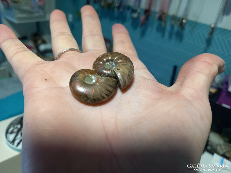 A pair of fossils of 4 cm and flawless, beautiful Madagascar ammonite