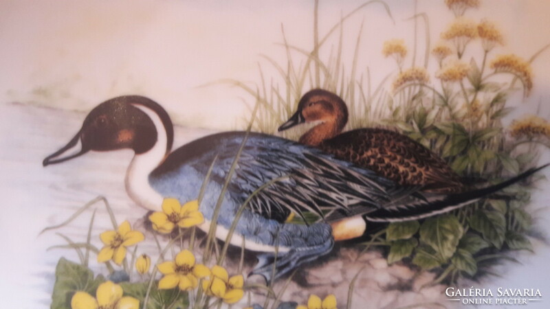 Arrow-tailed duck porcelain decorative plate, wall plate with duck bird (l3384)