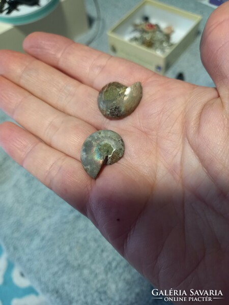 2-2,5cm es hibátlan szép madagaszkári ammonitesz pár fosszília