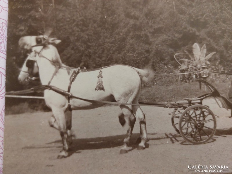 Old postcard photo postcard with horse carriage