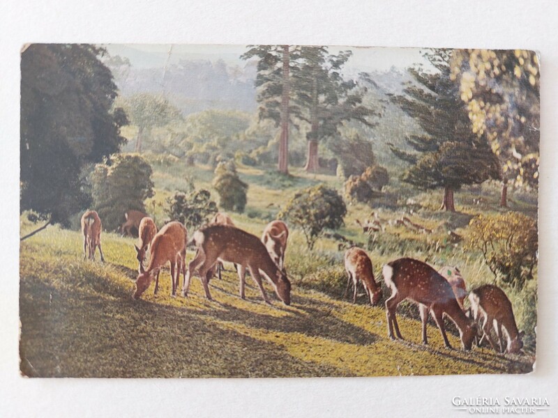 Old postcard postcard forest hazel landscape