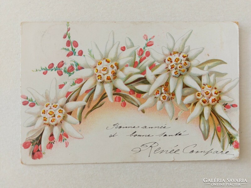Régi virágos képeslap levelezőlap havasigyopár