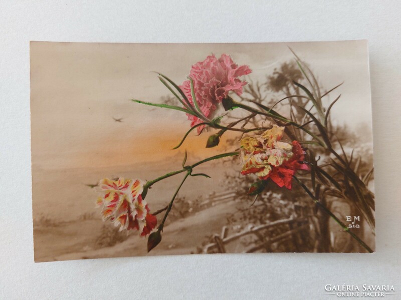 Régi virágos képeslap 1919 levelezőlap szegfű
