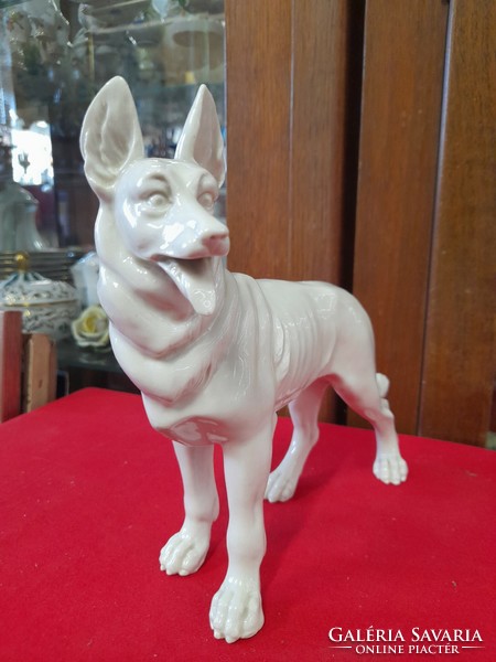 Old capodimonte 1830-1890 German shepherd dog porcelain figurine.