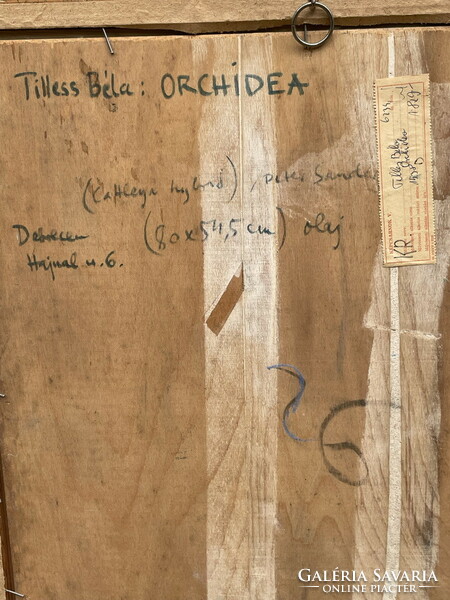 TILLES BÉLA(1932-):ORCHIDEA 86x61cm