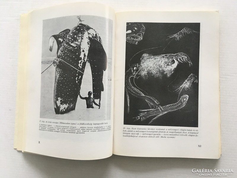 György Lányi: fish as a living being and as food - 1968.