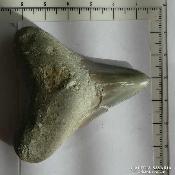 Megalodon tooth fossil. Natural fossil, partially restored. 58 mm 31 grams
