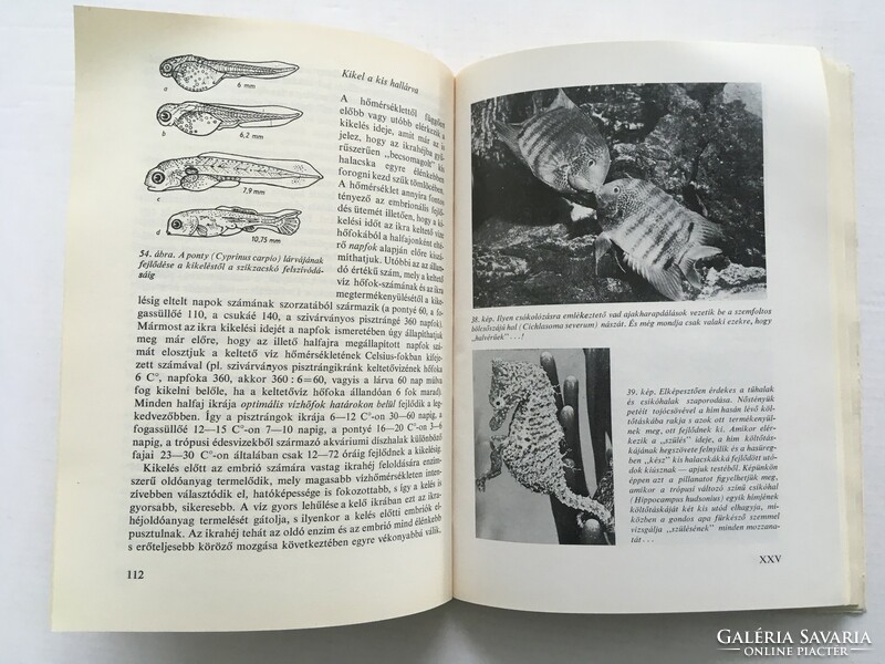 György Lányi: fish as a living being and as food - 1968.