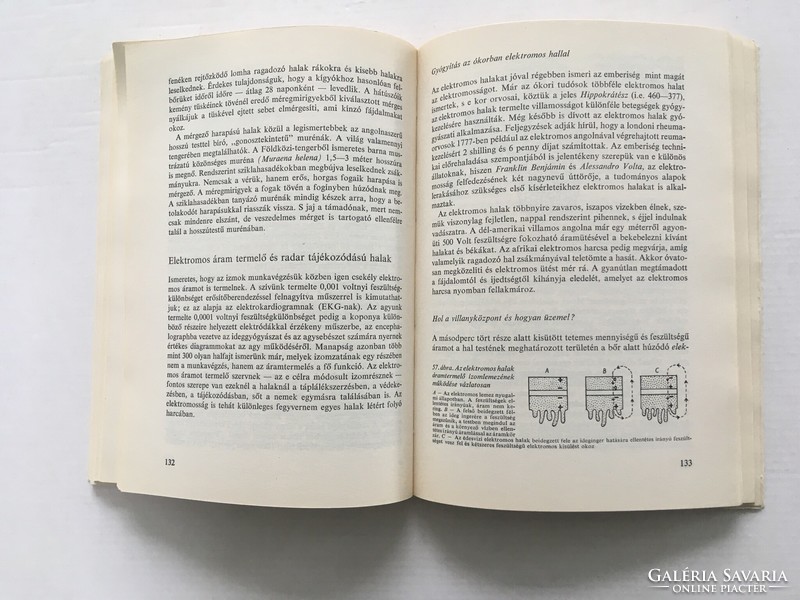 György Lányi: fish as a living being and as food - 1968.