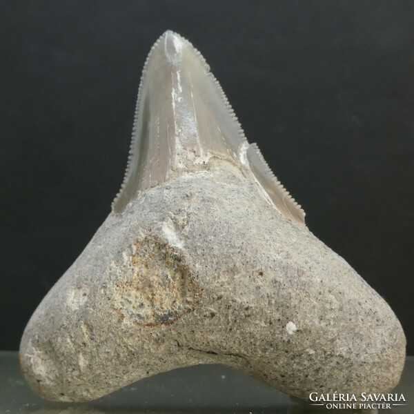 Megalodon fog fosszília. Természetes kövület, részben restaurált. 58 mm 31gramm