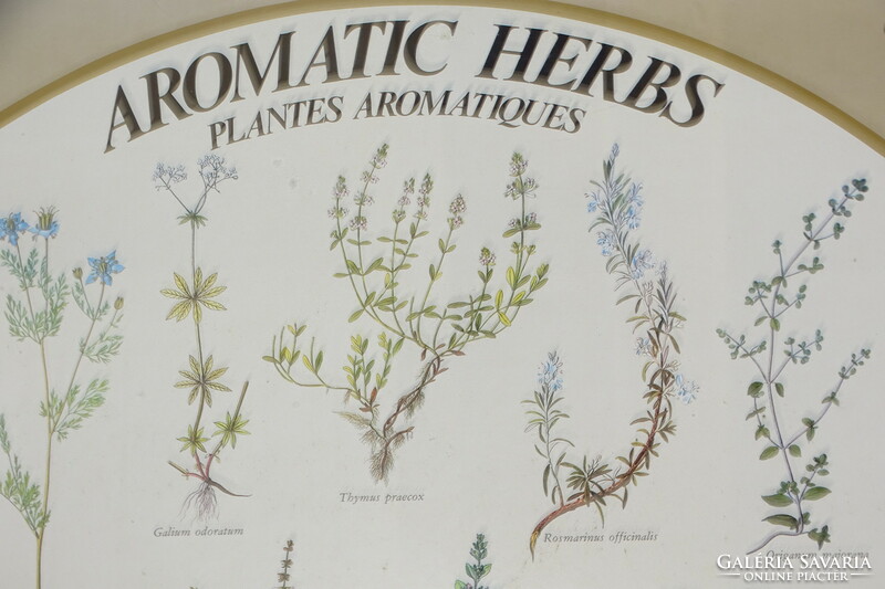 Aromatic herbs - keretezett plakát