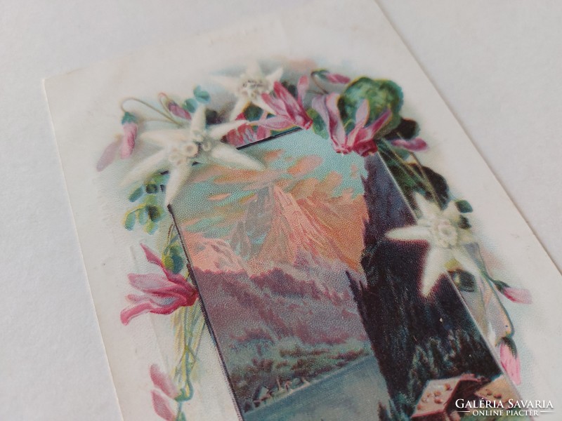 Régi képeslap 1900 levelezőlap havasi gyopár hegyek