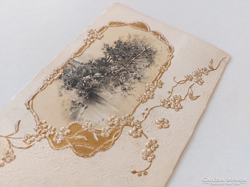 Régi képeslap 1901 dombornyomott levelezőlap nyírfa virágok
