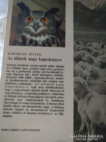 Koroknay: large picture book of animals, negotiable