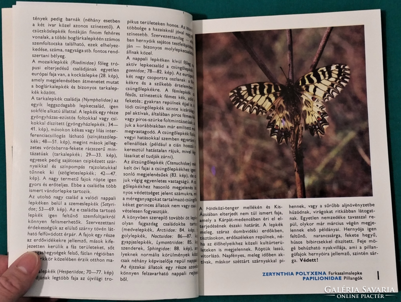 'Laszló Ronkay: about daytime butterflies'- > fauna > insects - 88 color pages