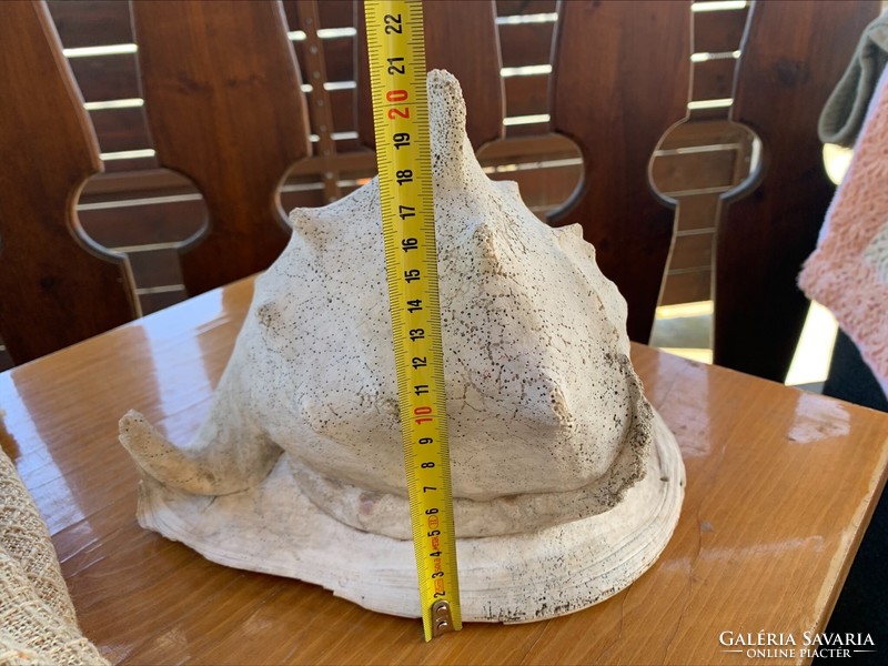 Giant snail, 27 cm. 2650 G.