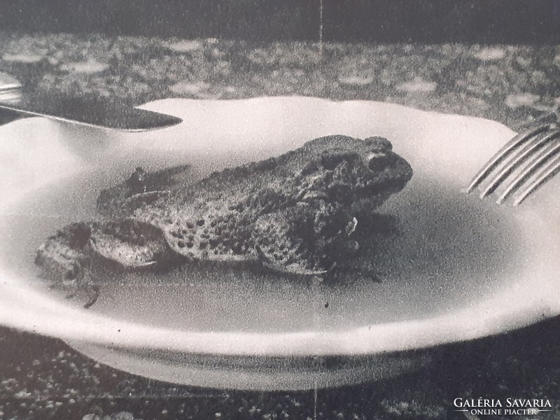 Old postcard from Miskolc blinks like a greeting card with a frog in the jelly of Miskolc