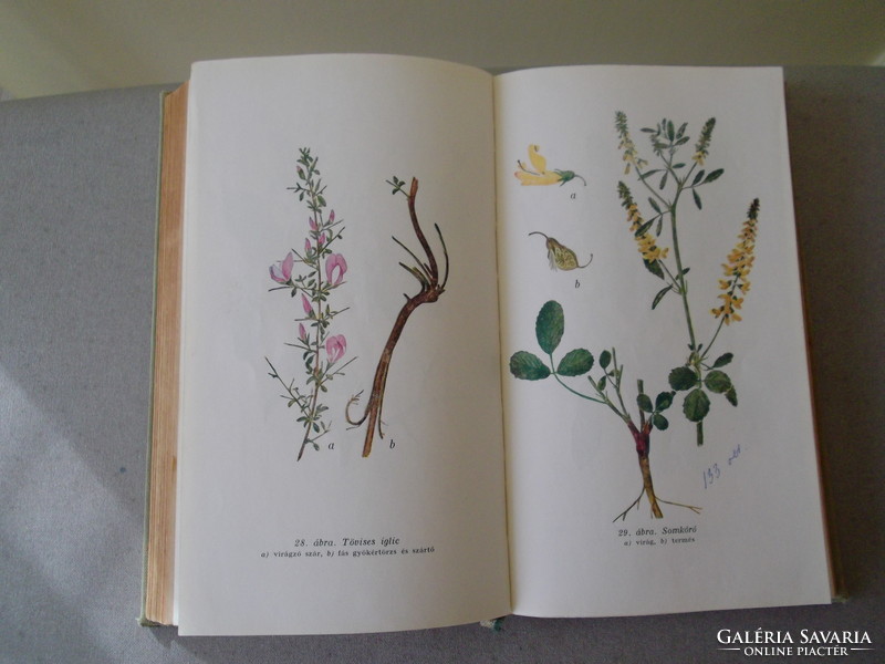 Our medicinal plants book is for sale! Rudolf Giovannini - Géza Szathmáry, 1961, second edition