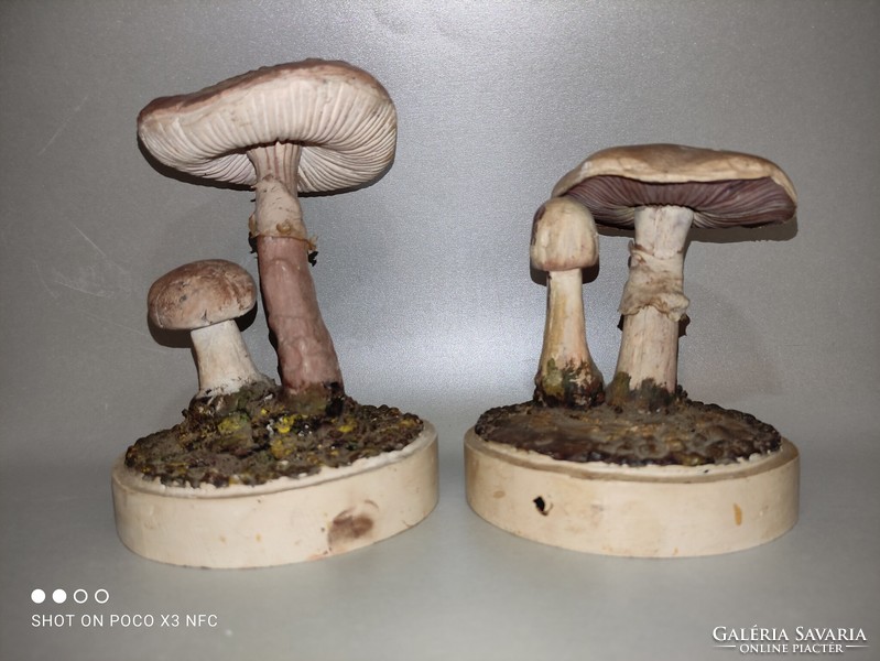 Mushroom display device at a piece price