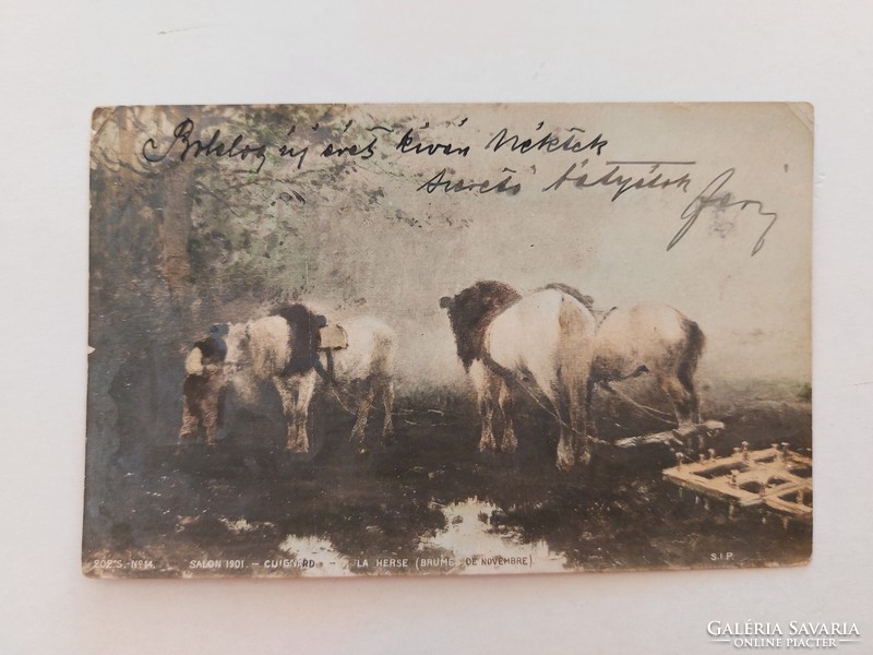 Régi képeslap 1901 levelezőlap lovak