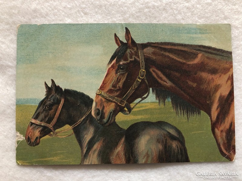 Antik, régi lovas képeslap  - Postatiszta                                 -5.