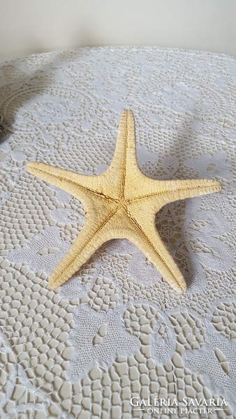 Large starfish preparation 25cm.