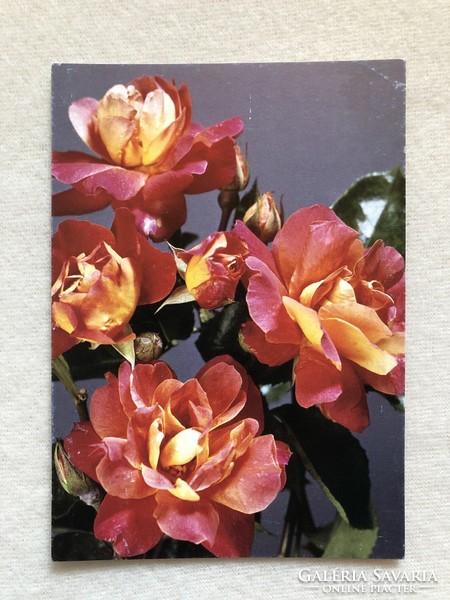 Postatiszta Virágos képeslap, Rózsa