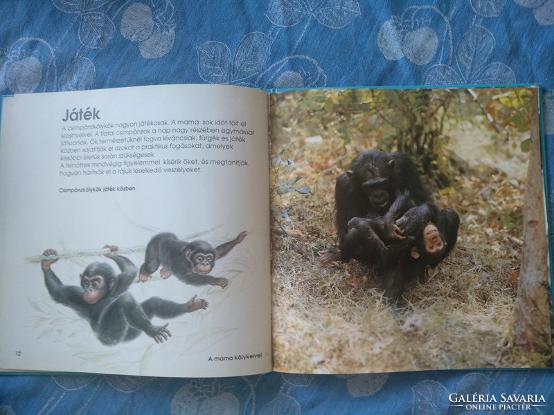 Állatkölykök, csimpánzok,  Alkudható