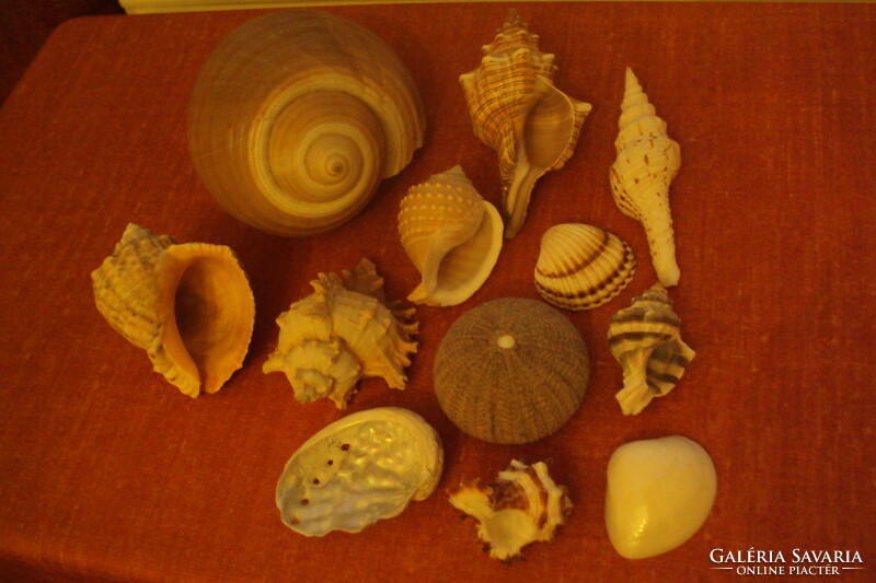 A " Tenger egzotikus kincsei "---különleges csiga- és kagylógyűjtemény.