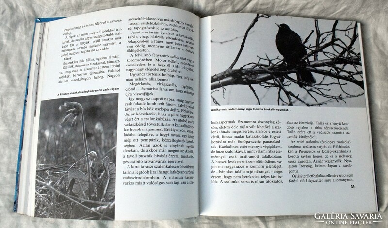 Amerre a madár jár Sterbetz István 1981 könyv