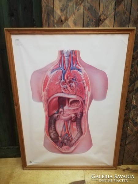 Anatómia oktató tábla, szervek