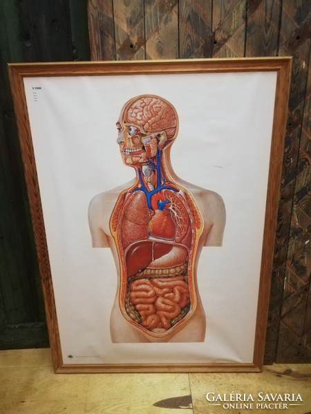 Anatomy educational board, torso