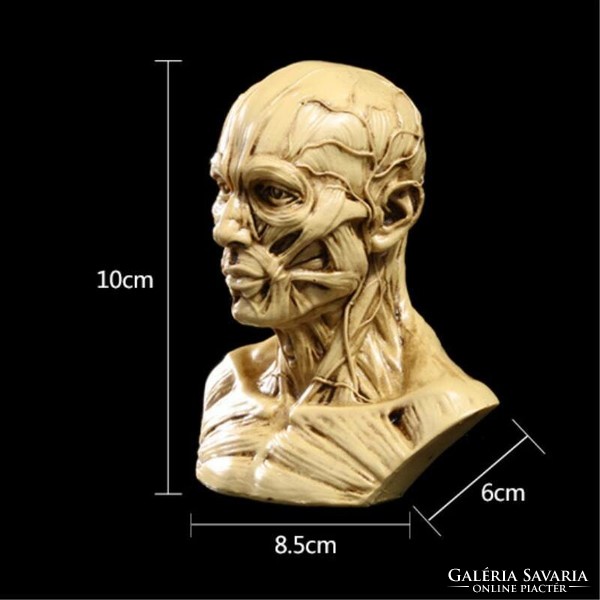 Élethű anatómiai koponya torzó  izom képlet orvosoknak természetgyógyászoknak masszőröknek