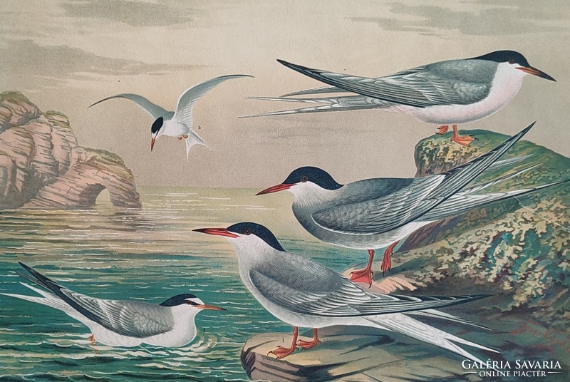 Birds (terns)