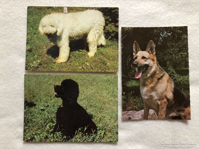 3 postcards with dogs