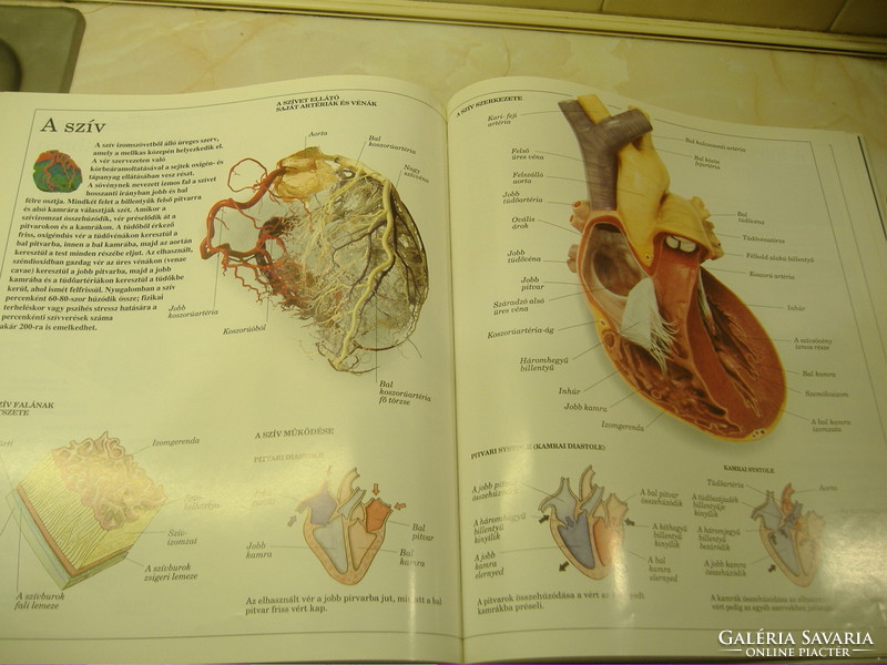 SZEMLÉLTETŐ SZÓTÁR AZ EMBERI TEST Képekben bemutatva, 1992