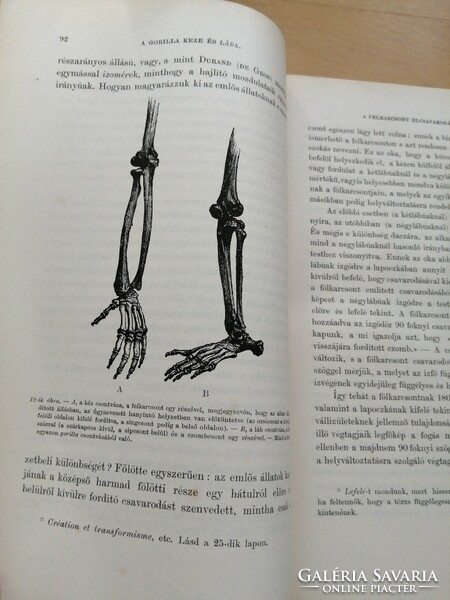 Handbook of Anthropology 1881