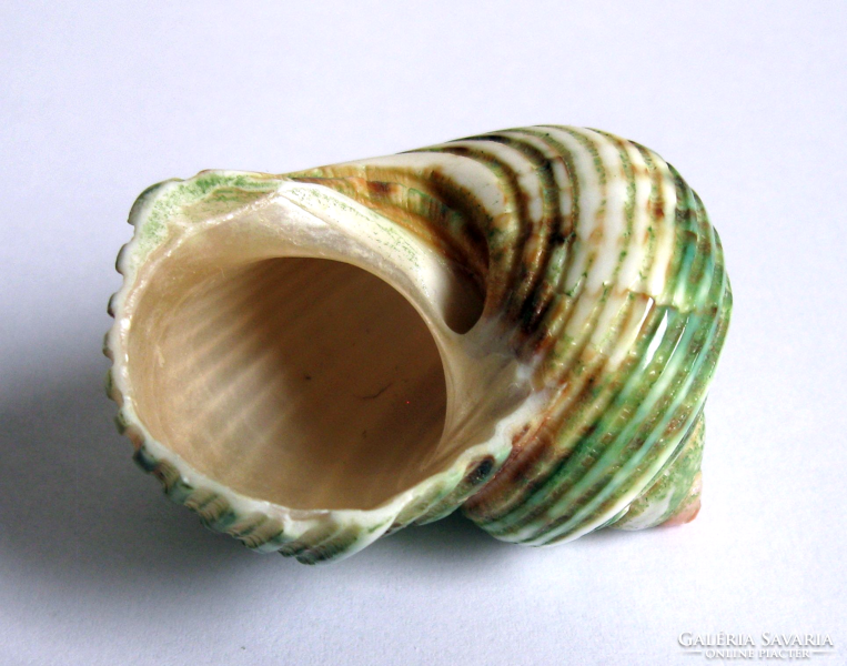 Mother-of-pearl - green snail