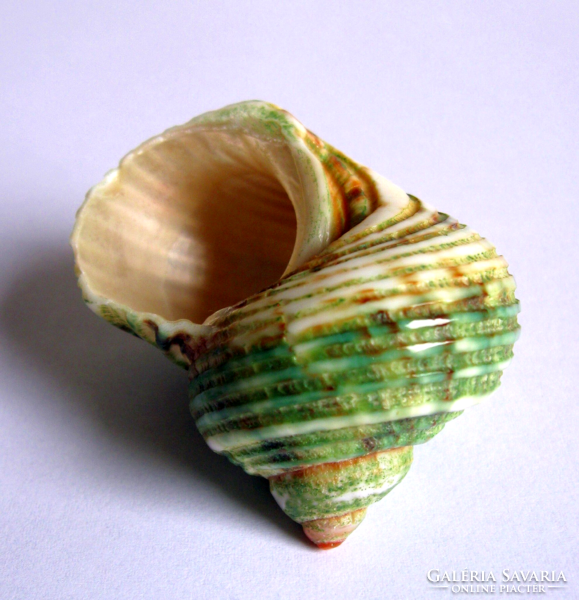 Mother-of-pearl - green snail