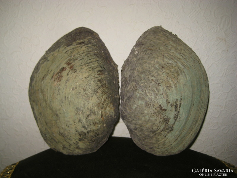 Pair of shells, 12.5 x 18 cm