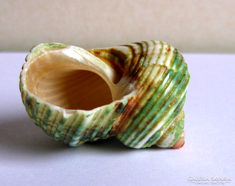 Mother-of-pearl - green snail