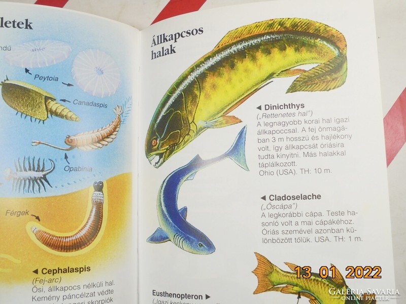 Small nature guide dinosaurs
