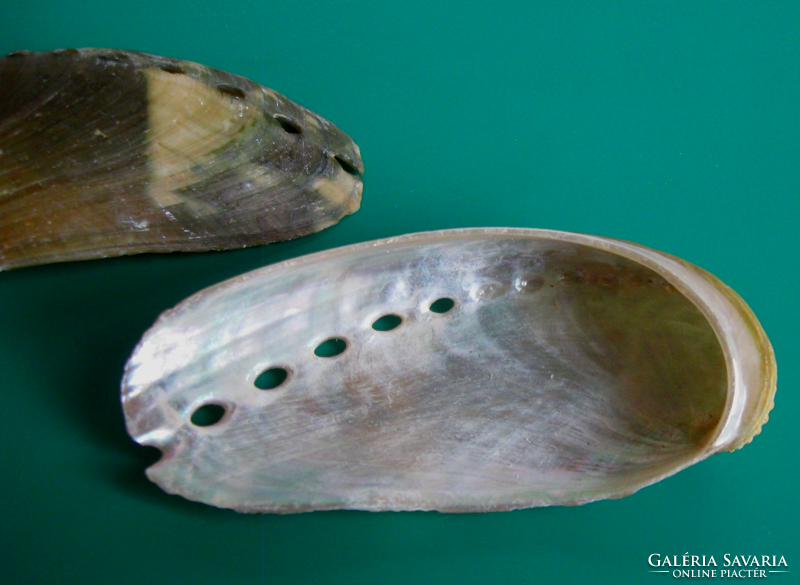 Mother-of-pearl - abalone - abalone shell - single-sided