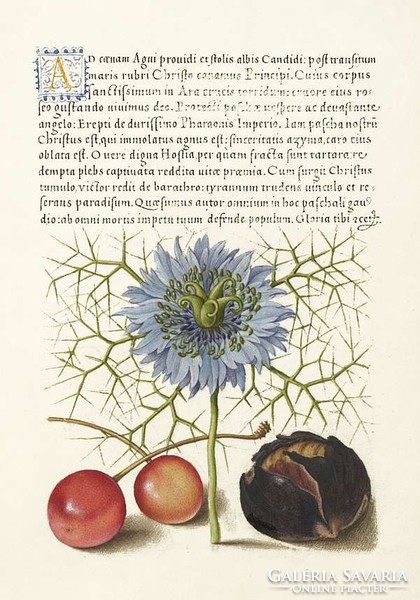 Kalligráfia aranyozott betű botanika cseresznye borzaskata brazil dió 16.sz antik kézirat reprint