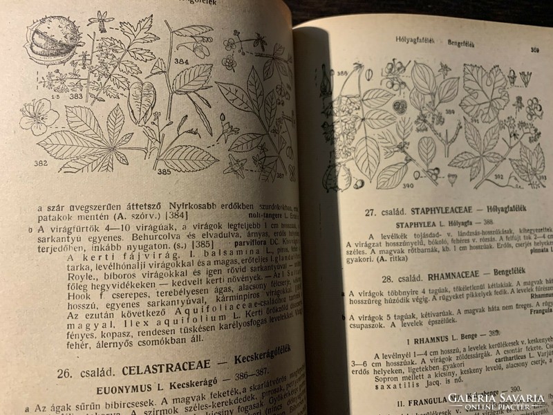 Alder: plant identifier / 1955