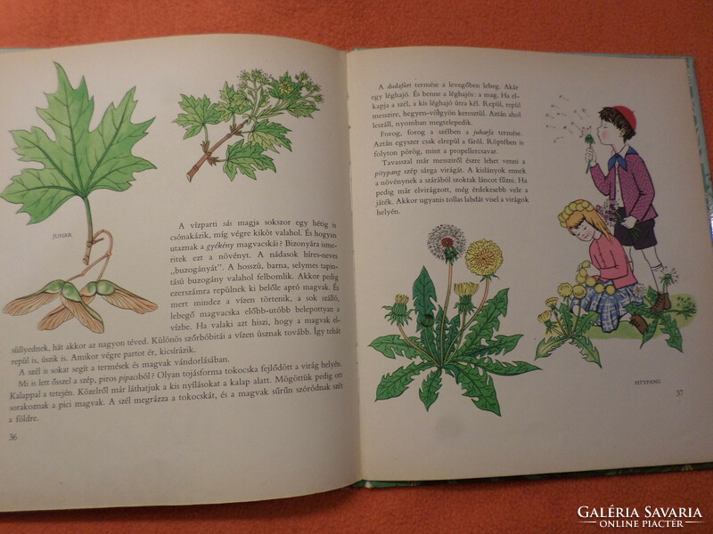 Antique! Imre Nóber's trip to plant country with the drawings of Kató Lukáts, 1964