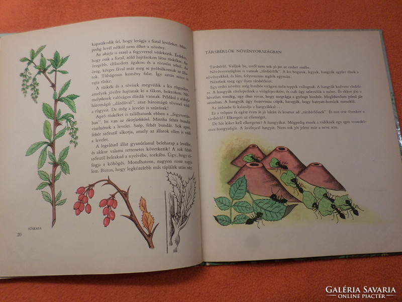 Antique! Imre Nóber's trip to plant country with the drawings of Kató Lukáts, 1964