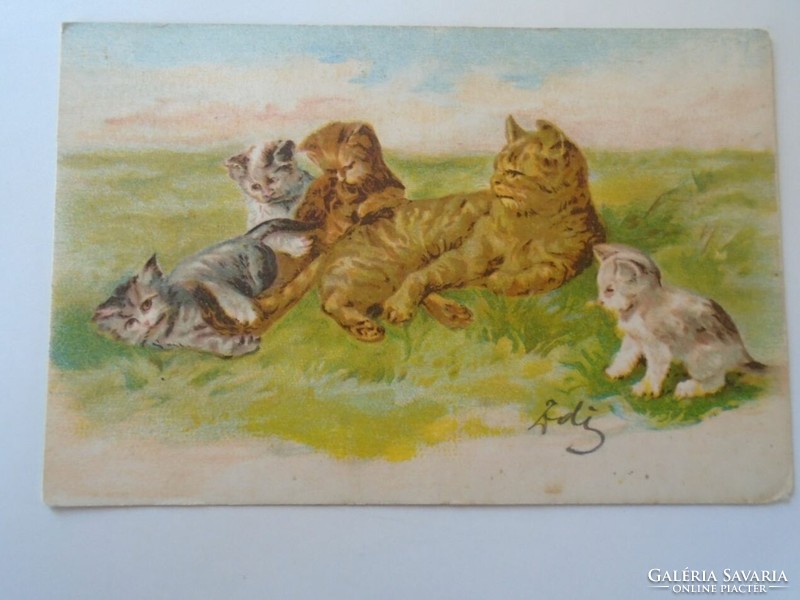 D194975 Régi képeslap  Macskák - kiscicák -  bélyegzés a hátoldalán: Budai Ifjak Köre 1911