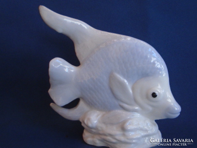 Wonderful sea fish old piece no defects in display case 11.5 x 13.5 cm