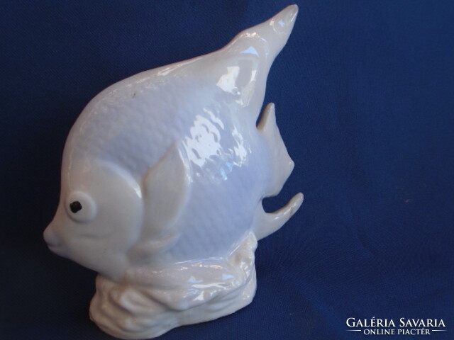 Wonderful sea fish old piece no defects in display case 11.5 x 13.5 cm